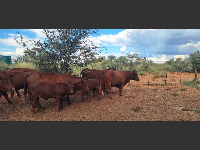 Commercial Animals | Denbot Bonsmaras