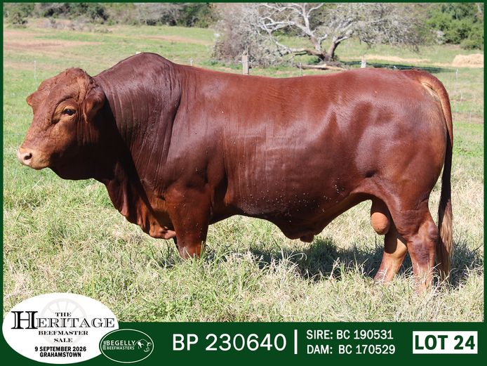 BP 230640 PcH | BEGELLY BEEFMASTERS