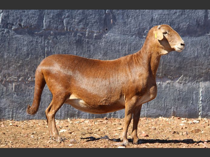 CRL 20.273 | Riaan Liebernberg - Hanri Meatmasters