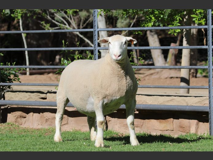 DZ 240126 | 2 STEYNS BOERDERY