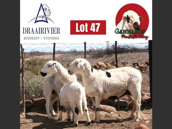NS23-183 | Draairivier Boerdery