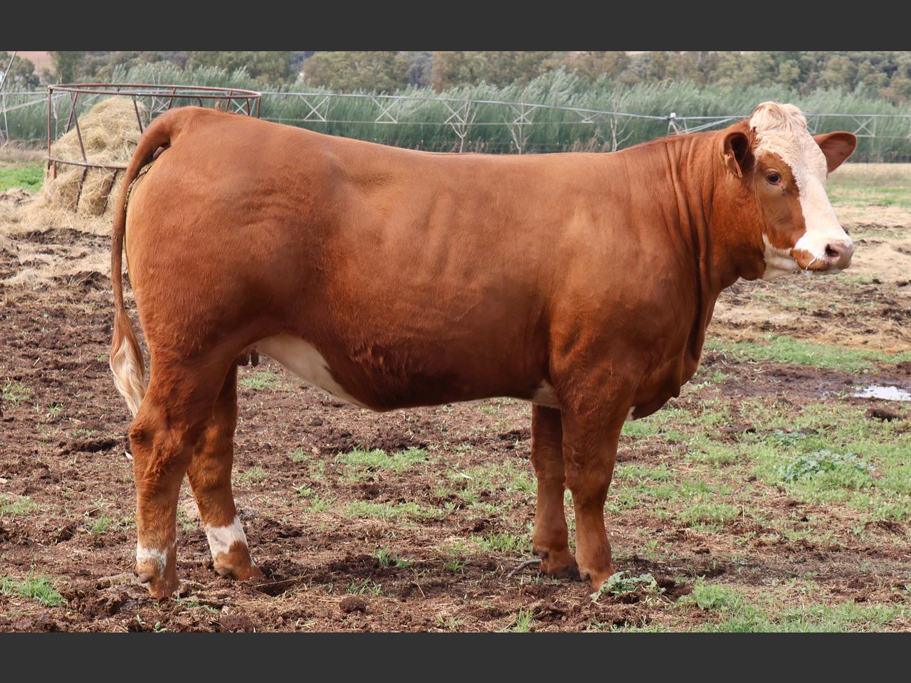 images