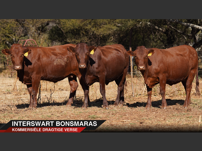 Commercial Animals | Interswart - Northam