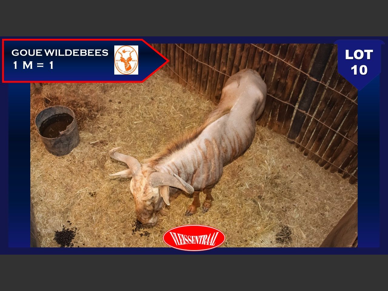 Lot 10 | NICO ROUX WILD VEILING | SwiftVEE | South Africa’s Leading ...