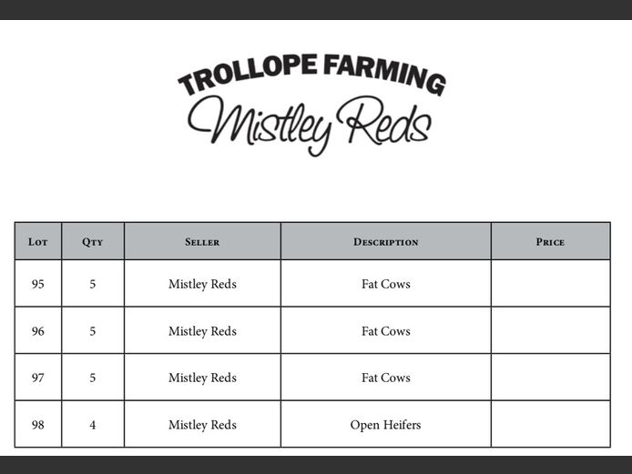 MISTY REDS OPED HEIFERS (4)