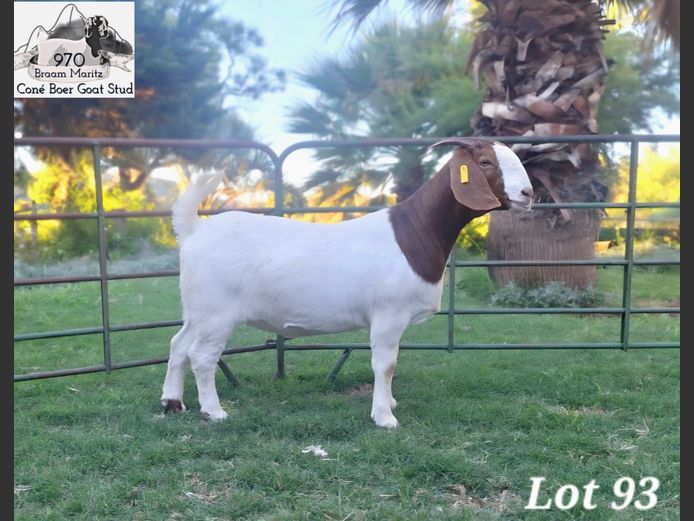 970 25-0135 | Coné Boerbokstoet
