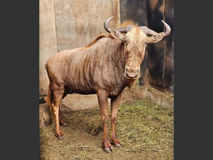 GOLDEN GNU | AYLESHAM TRUST