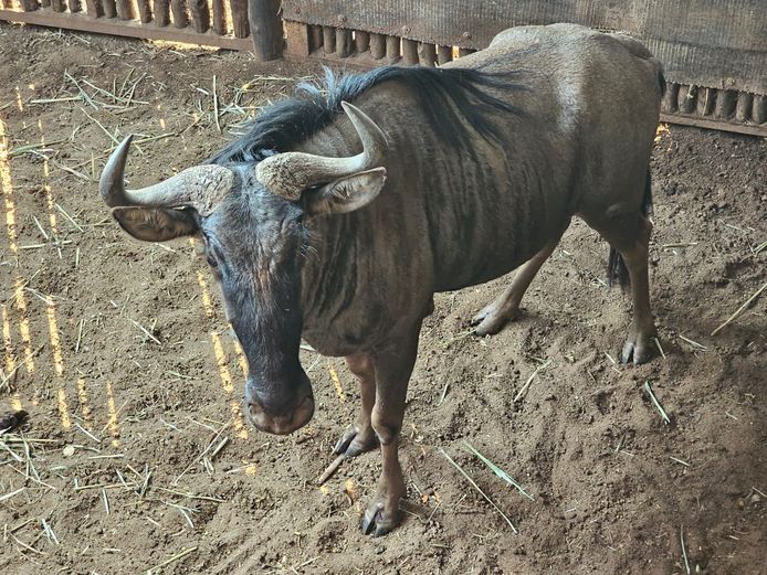 BLUE WILDEBEEST | BIG HORN