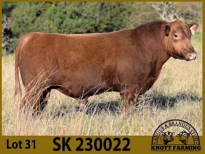 SK 230022 | KNOTT FARMING (PTY) LTD