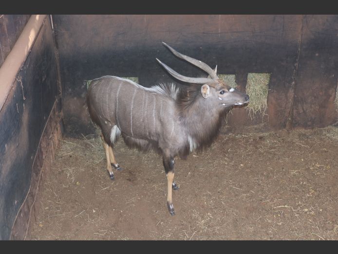 Njala