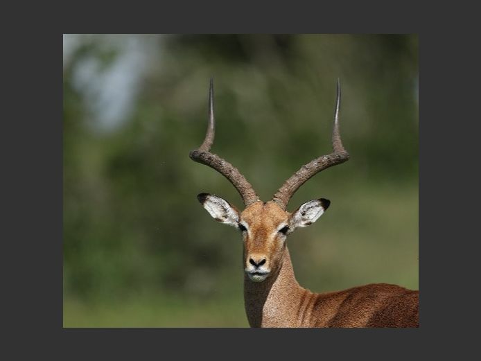 Impala Rams | Kwandwe