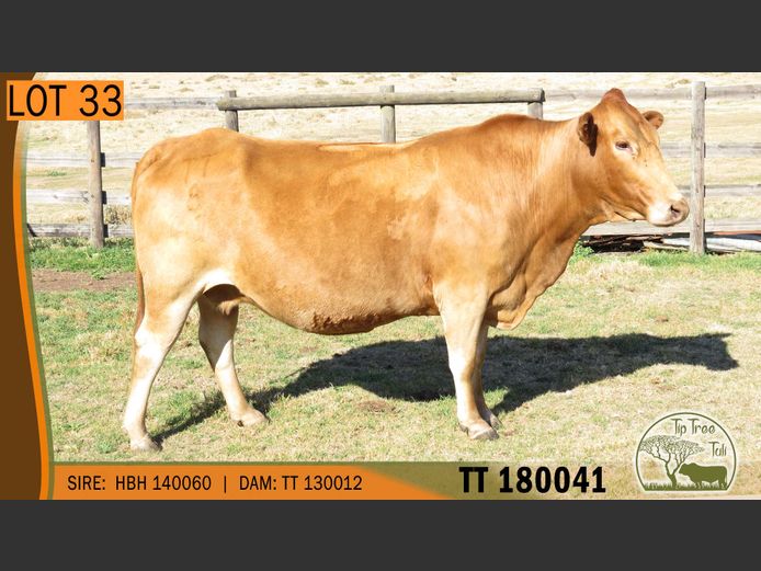 TT 180041 | S.T.R. MAINS-SHEARD