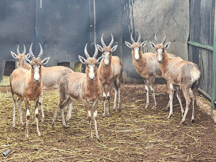 BLESBUCK | PRINS GAME