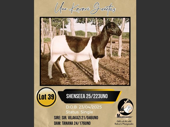 25/223UNO | UNO KAVARI GENETICS 