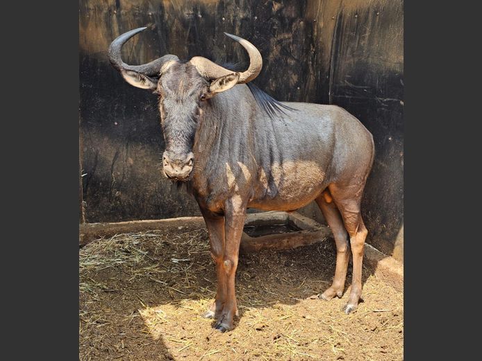 BLUE WILDEBEEST | GNG PROJECTS