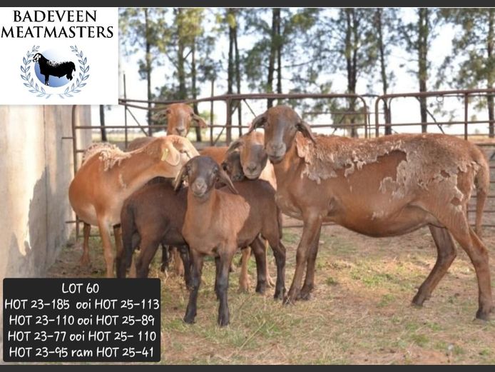 HOT 23-95 | Badeveen Meatmasters