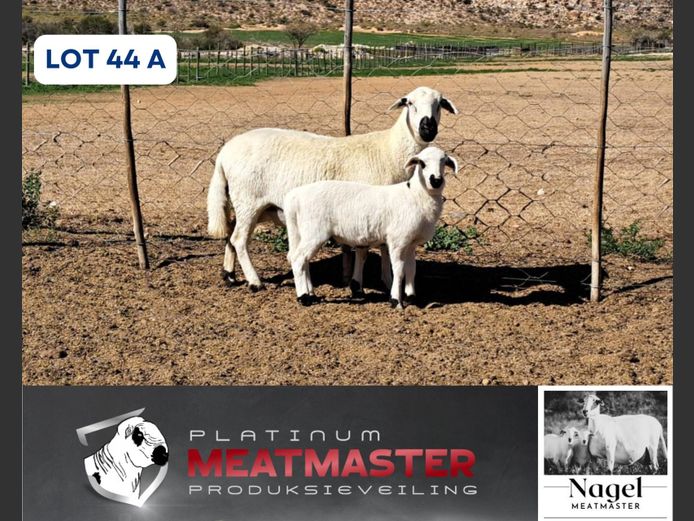 NM24 3131 | Hein Nagel - Nagel Meatmasters, Ladismith WK