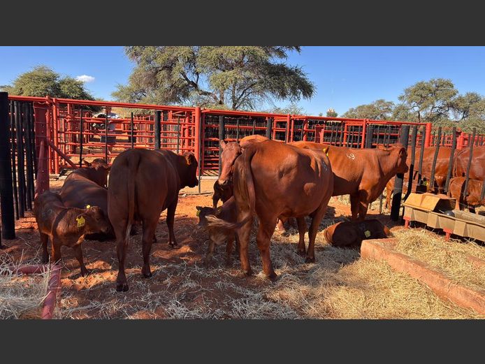 COMMERCIAL FEMALES | HARTEBEESTLOOP BONSMARA