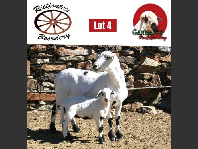 RFB23-105 | Rietfontein Boerdery