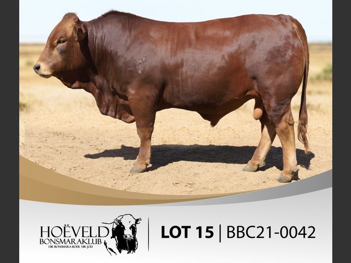 Vroulike Diere | Chris Oosthuizen / W+C Beefmasters