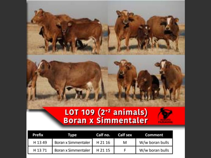 BORAN x SIMMENTALER COWS