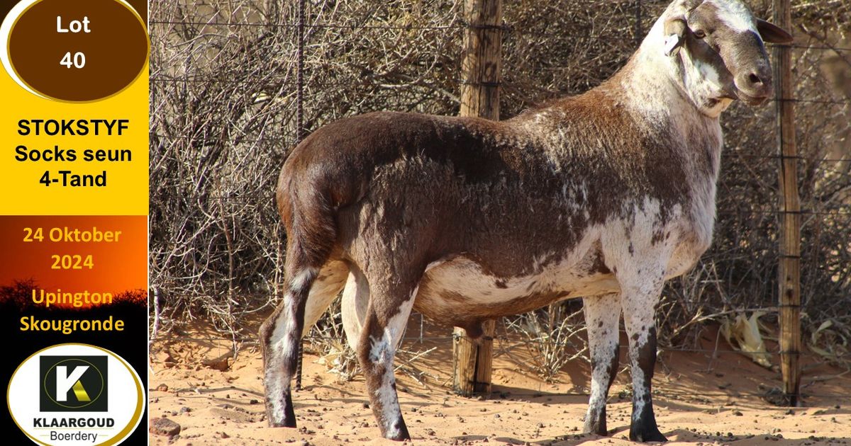 Lot 40 | KALAHARI KAROO MEATMASTER 35STE PRODUKSIEVEILING | SwiftVEE ...